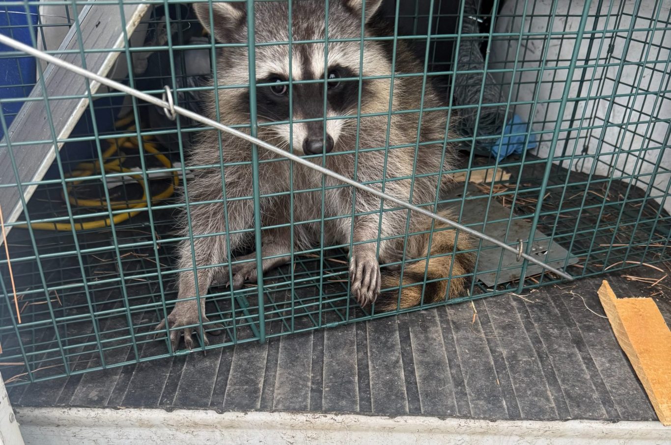Wild Life Removal Raccoon